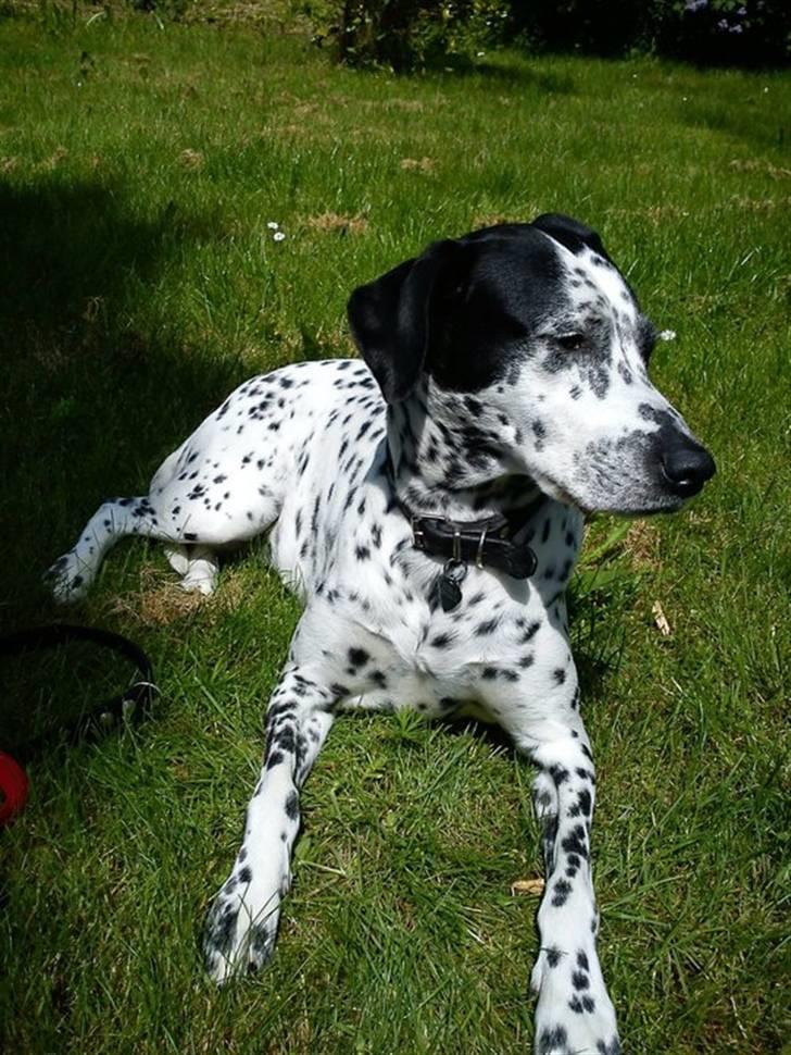 Blanding af racer Perle billede 3