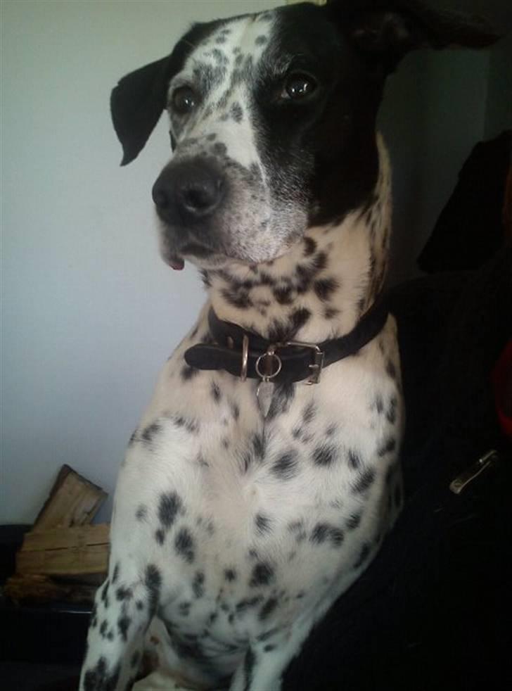 Blanding af racer Perle billede 5