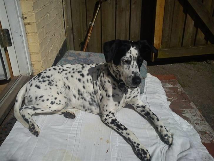 Blanding af racer Perle billede 6