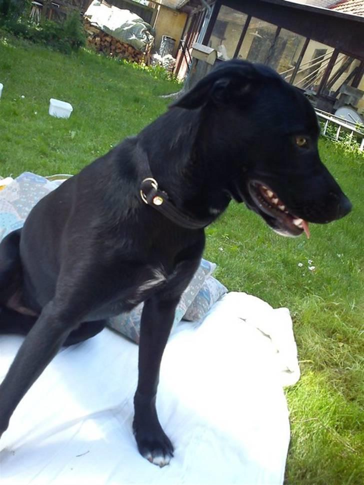 Blanding af racer Blackie billede 2