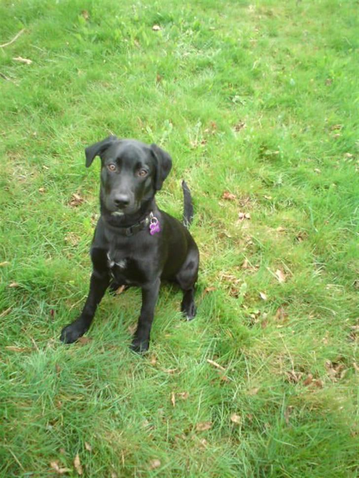 Blanding af racer Blackie billede 3