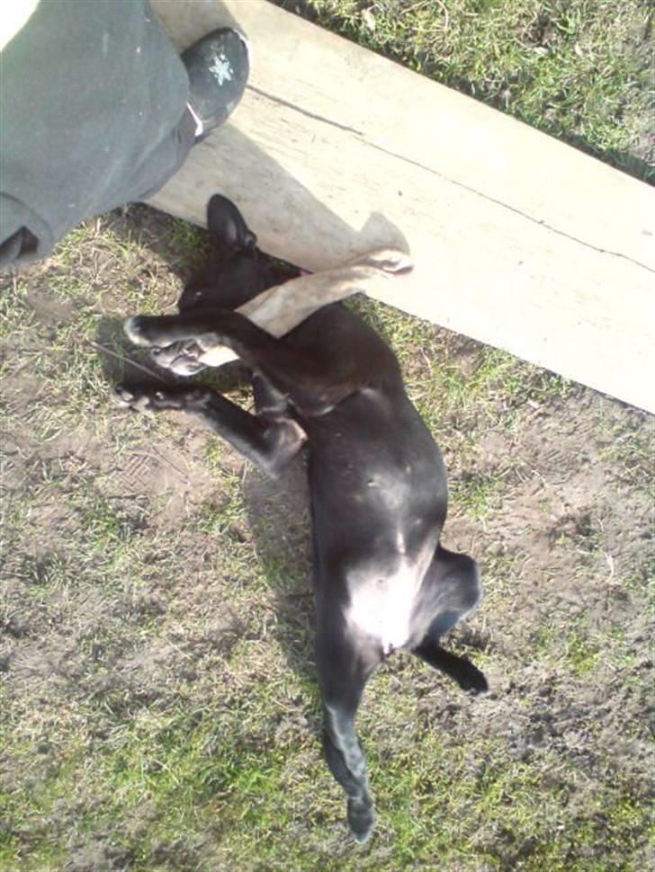 Blanding af racer Blackie billede 4