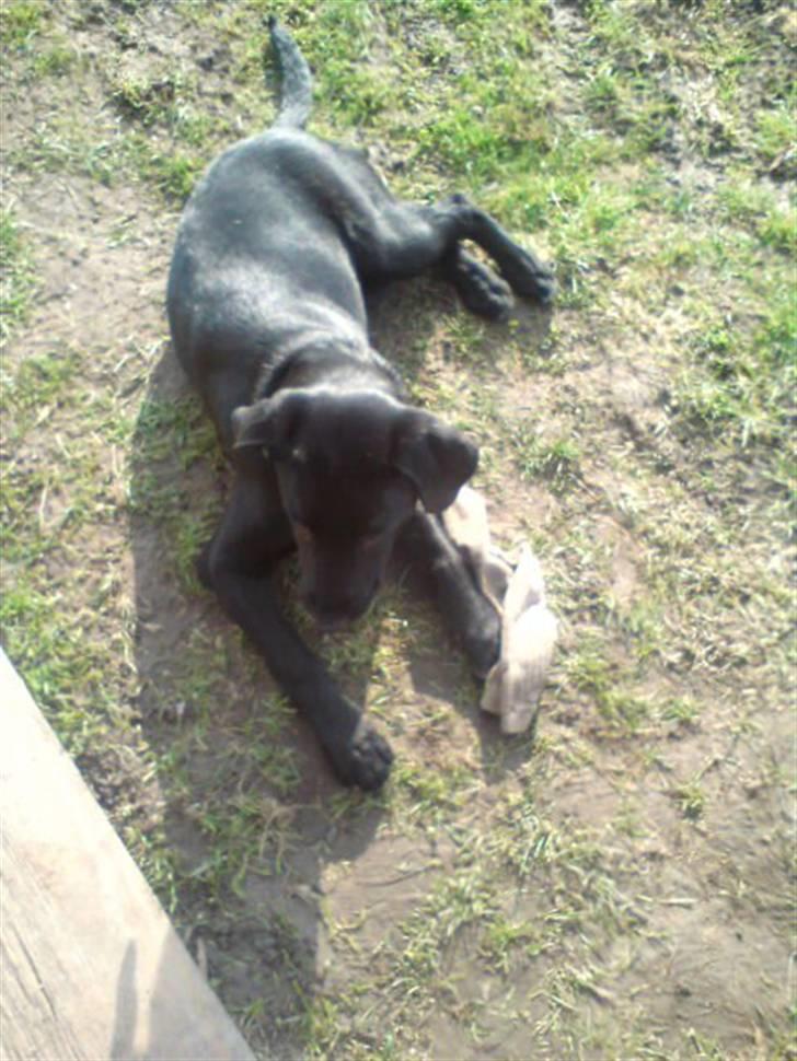 Blanding af racer Blackie billede 5