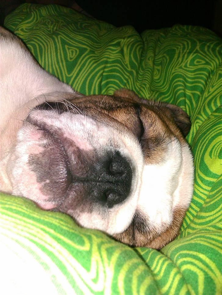 Engelsk bulldog Chili billede 10