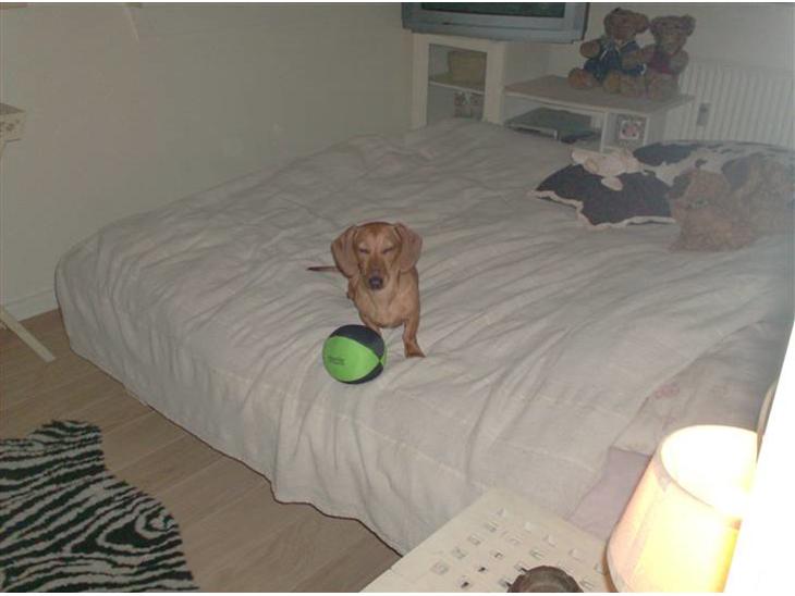 {{currentPhoto.altText}} billede {{currentPhoto.number}}