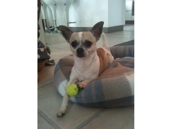 {{currentPhoto.altText}} billede {{currentPhoto.number}}