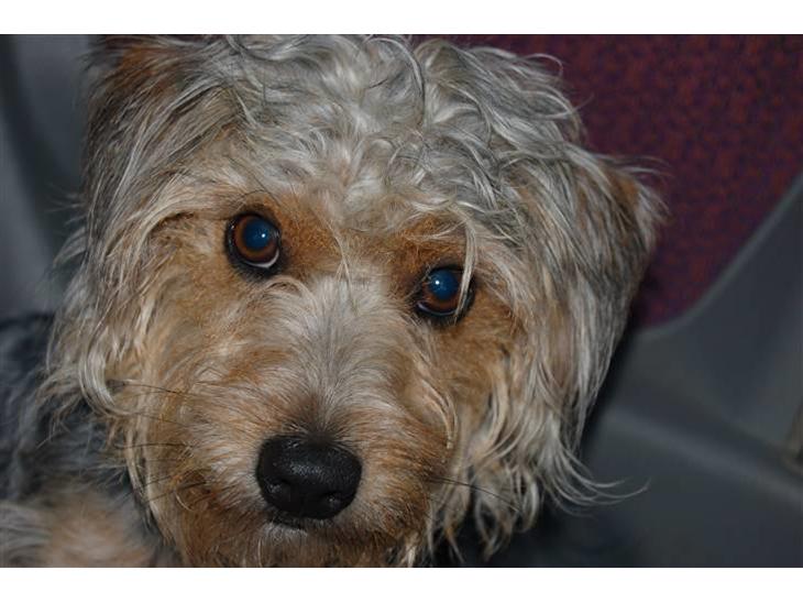 {{currentPhoto.altText}} billede {{currentPhoto.number}}