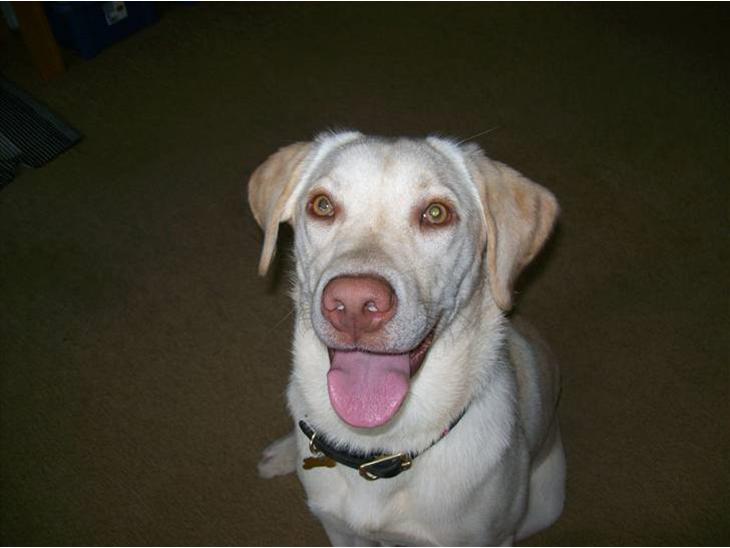 Labrador retriever Tulle <3 R.I.P ;( - Velkommen til tulle pigen´s profil :D <3  billede 1