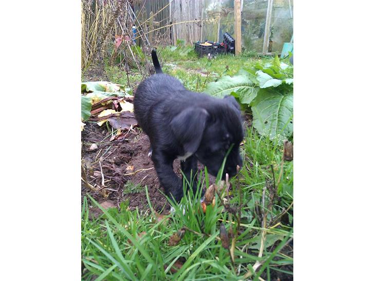 Blanding af racer Tøsen billede 1