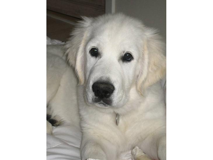 {{currentPhoto.altText}} billede {{currentPhoto.number}}