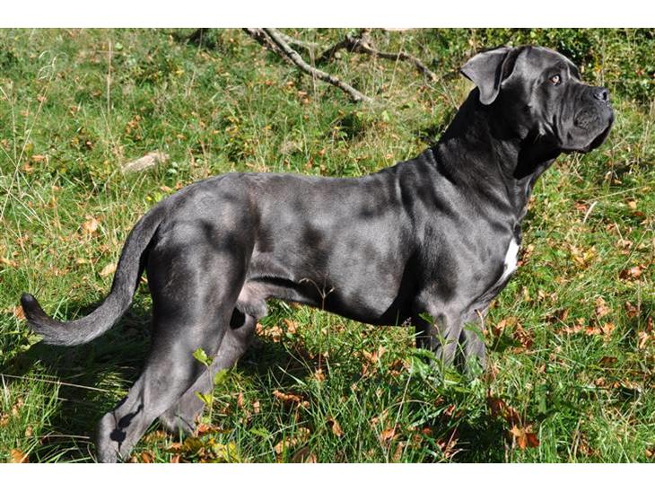 Cane corso Mjølner billede 1