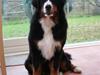 Berner sennenhund Lenesberner Diamond [ Himmelhund]