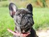 Fransk bulldog LouLou