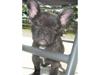 Fransk bulldog Emma