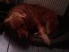 Golden retriever bobby