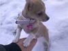 Chihuahua Zoey
