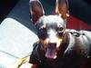 Dvaergpinscher Rødkilles Daisy