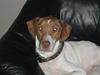 Blanding af racer (Jagthund/collie) Amy