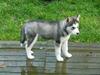 Siberian husky Shilah