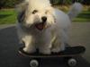 Coton de tulear Godts Coton Ziga