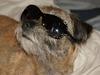 Border terrier Konghans<3 den bedste<3