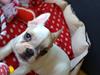 Fransk bulldog Kayla