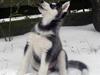 Siberian husky Balto <3