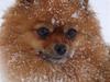Pomeranian Bianca