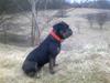 Olde english bulldogge coco 