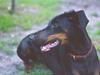 Dobermann Lea Jotunheim´s Laufgy II