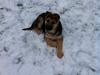 Schæferhund Nicky (Atti)