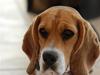 Blanding af racer Bailey    Beagle/Basset - Velkommen til min profil håber i syntes om den..(: Hilsen Bailey..