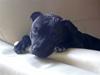 Staffordshire bull terrier Obie AKA Prinsen