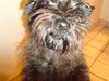 Cairn terrier Luna