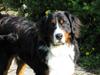Berner sennenhund Simba 