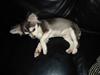 Chihuahua Snoopy