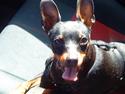 Dvaergpinscher Rødkilles Daisy