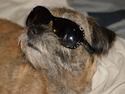 Border terrier Konghans<3 den bedste<3