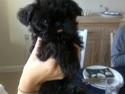 Griffon belge High Fly Barney
