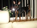 Dvaergpinscher Mini