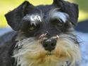 Dvaergschnauzer Gabbi