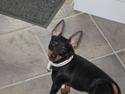 Dvaergpinscher coco