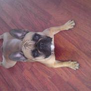 Fransk bulldog Duffy