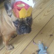 Fransk bulldog Duffy