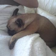 Fransk bulldog Duffy