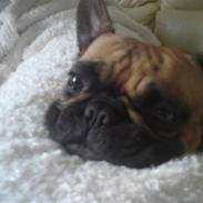 Fransk bulldog Duffy