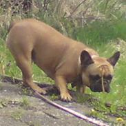 Fransk bulldog Duffy