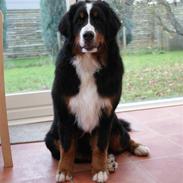 Berner sennenhund Lenesberner Diamond