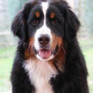 Berner sennenhund Lenesberner Diamond