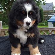 Berner sennenhund Lenesberner Diamond